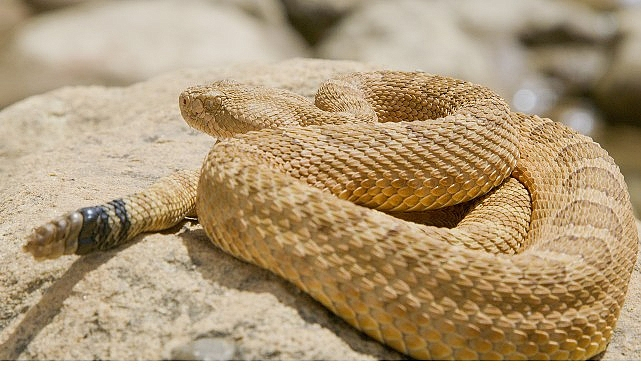 'Sürüngenler Gezegeni', 12 Ekim Pazar 20.00'de National Geographic WILD Ekranlarında!