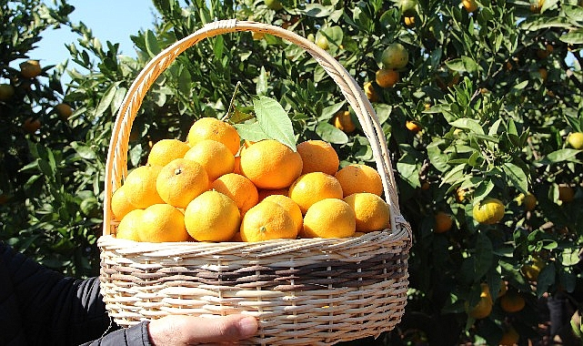 Satsuma Mandalinanın İhracat Serüveni 17 Ekim’de Başlıyor