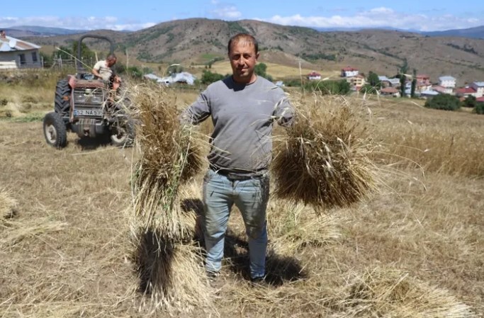 Ordu’da Siyez Buğdayı Üretiminde Büyük Artış